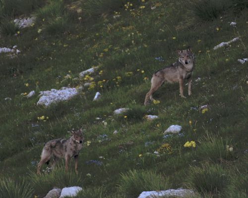 la vallée des loups 1fichier